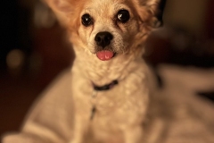 My Dog: Yofi